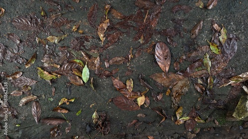 overhead view of wet forest floor covered in fallen autumn leaves