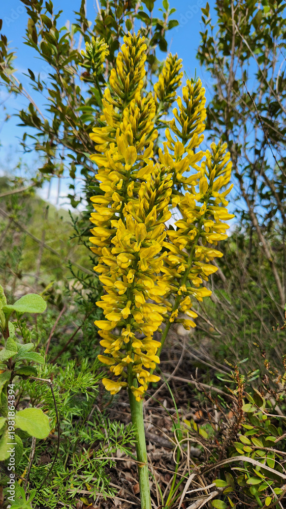 Obraz premium Flowering Yellow Licorice (Glycyrrhiza flavescens), a perennial herb native to the subtropical biome of the Eastern Mediterranean, particularly southern Turkey