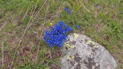 Caucasus, North Ossetia. Adaykom Gorge. Spring flowers.