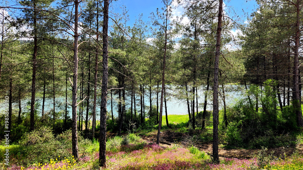 Obraz premium Spring flowers under the trees in a pine forest by a lakeside in the Eastern Mediterranean.