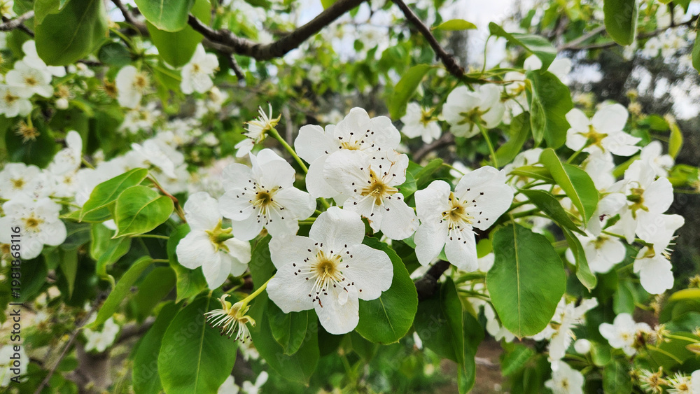 Fototapeta premium As a spring background, the white blossoms of a pear tree (Pyrus communis) in April