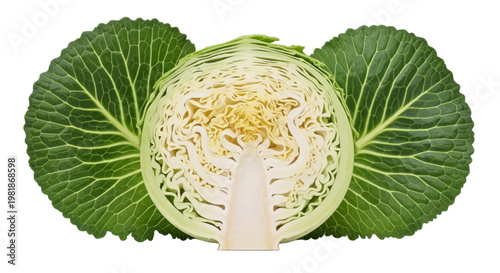 Vector illustration of half of fresh savoy cabbage on a transparent background