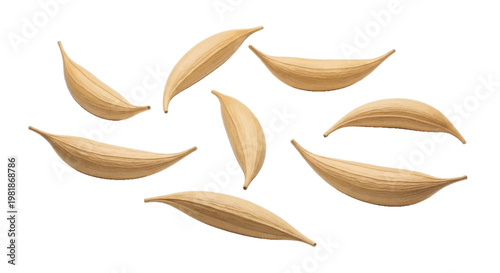 Vector illustration of set of dry milkweed seed pods on a transparent background