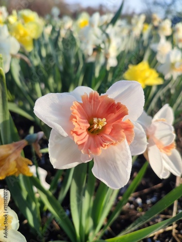 Blooming flower daffodil variety Riot with white and orange red petals with stamens growing in ground in garden meadow on sunny spring morning