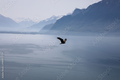 Black Kite, Switzerland
