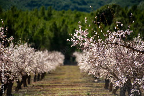 Flowers and fields of almond trees in bloom, white flowers in neat rows
