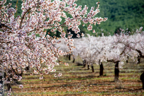 Flowers and fields of almond trees in bloom, white flowers in neat rows