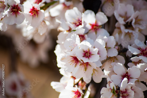 Flowers and fields of almond trees in bloom, white flowers in neat rows