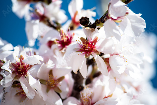 Flowers and fields of almond trees in bloom, white flowers in neat rows