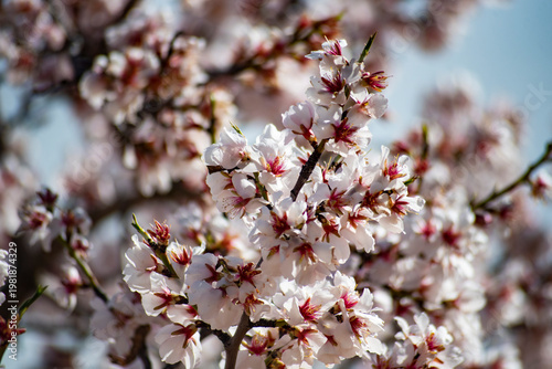 Flowers and fields of almond trees in bloom, white flowers in neat rows