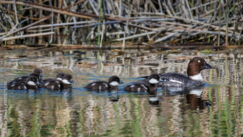 Schellente (Bucephala clangula) Weibchen