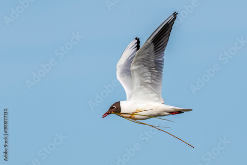 Tableau sur toile Lachmöwe (Larus ridibundus)