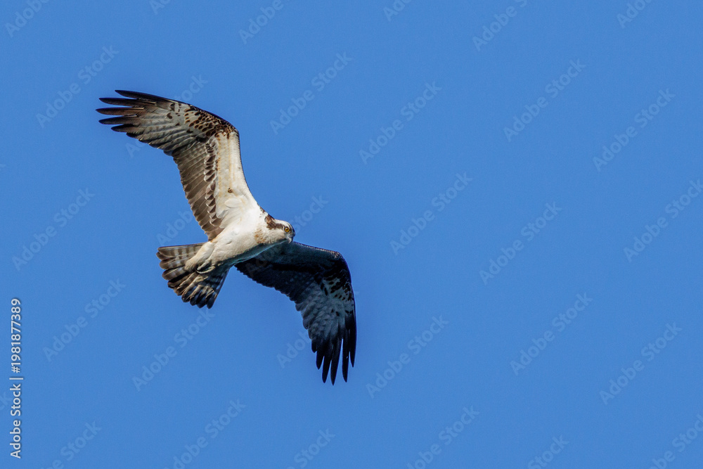 Obraz premium Fischadler (Pandion haliaetus)