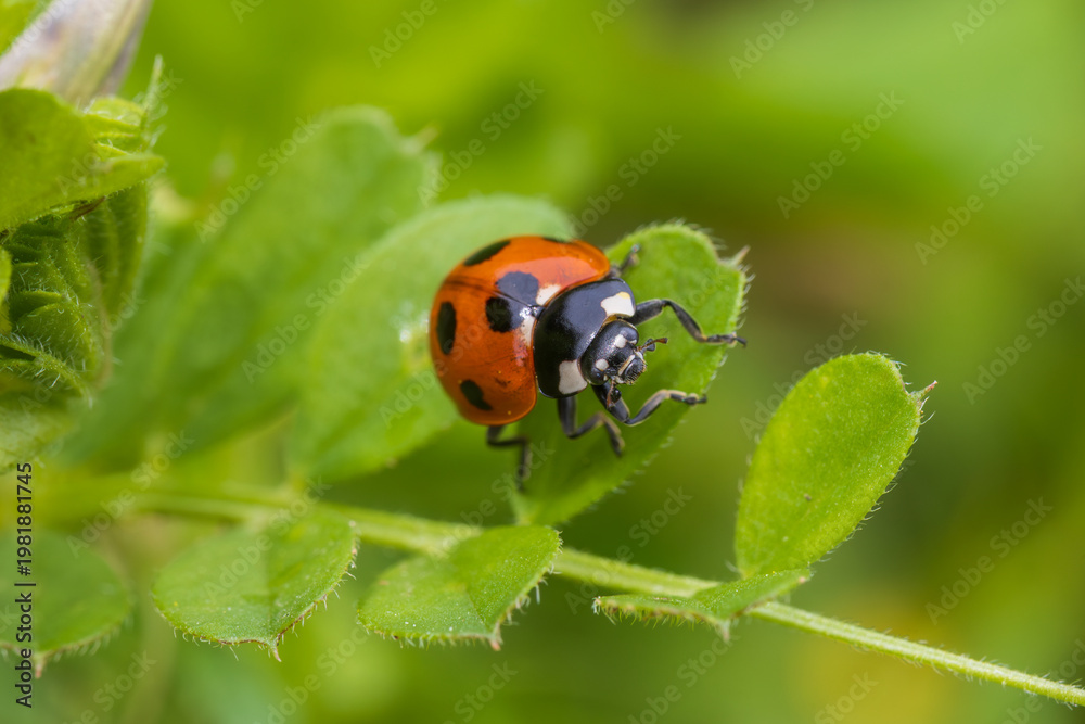 Obraz premium ladybug