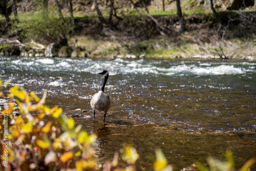 Goose facing camera in shallow stream with sparkling water. Concept of alertness and presence