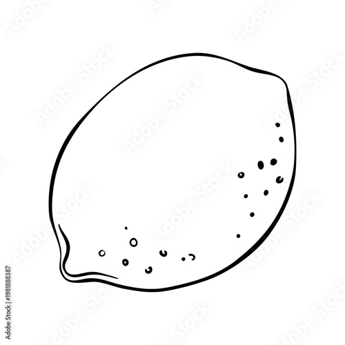 Lemon whole fruit doodle hand drawn vector illustration. Black outline ink of organic citrus fruit. Isolated sketch black lemon or lime for menu, package, cosmetic, textile