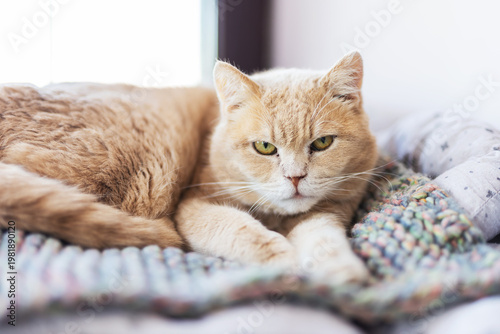 Photography Quiet feline repose