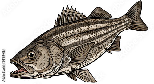 A highly detailed black and white etching illustration depicting a striped bass swimming in water illustration