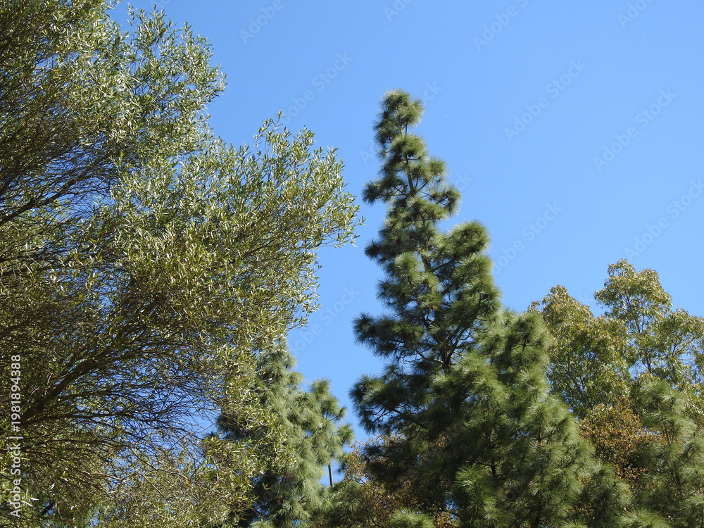 Fototapeta premium Natura
