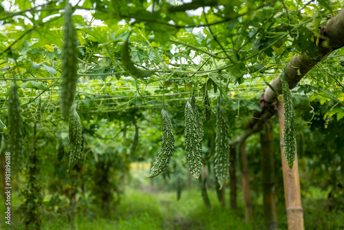 Canvas Print Bitter gourd growing on vine in vegetable garden agriculture farm