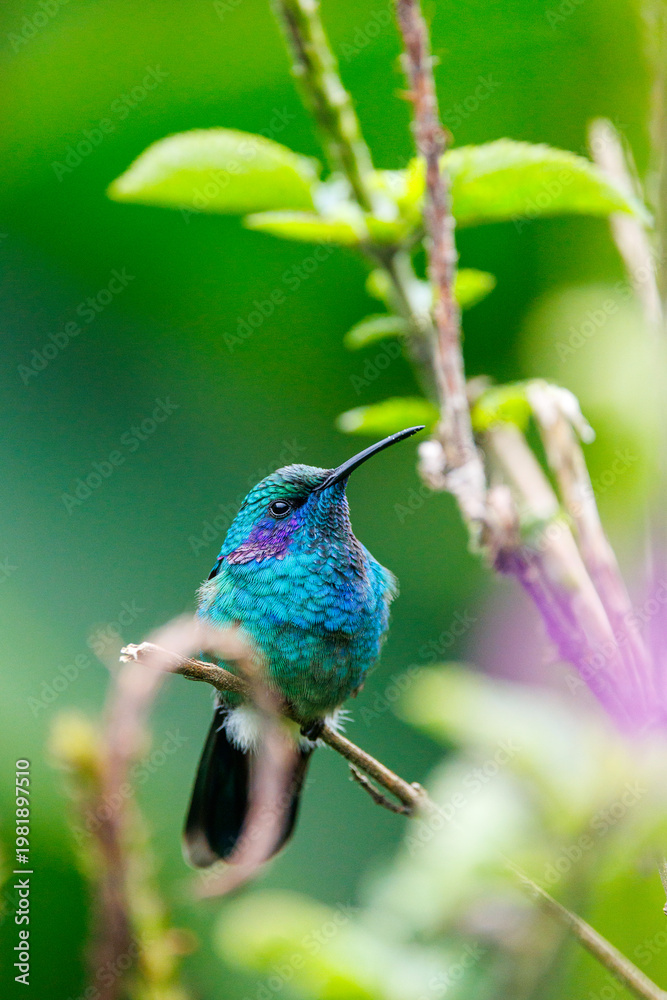 Fototapeta premium Iridescent hummingbird perched in lush green bokeh