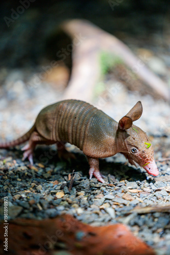 Foto Baby armadillo walking on gravel path in nature