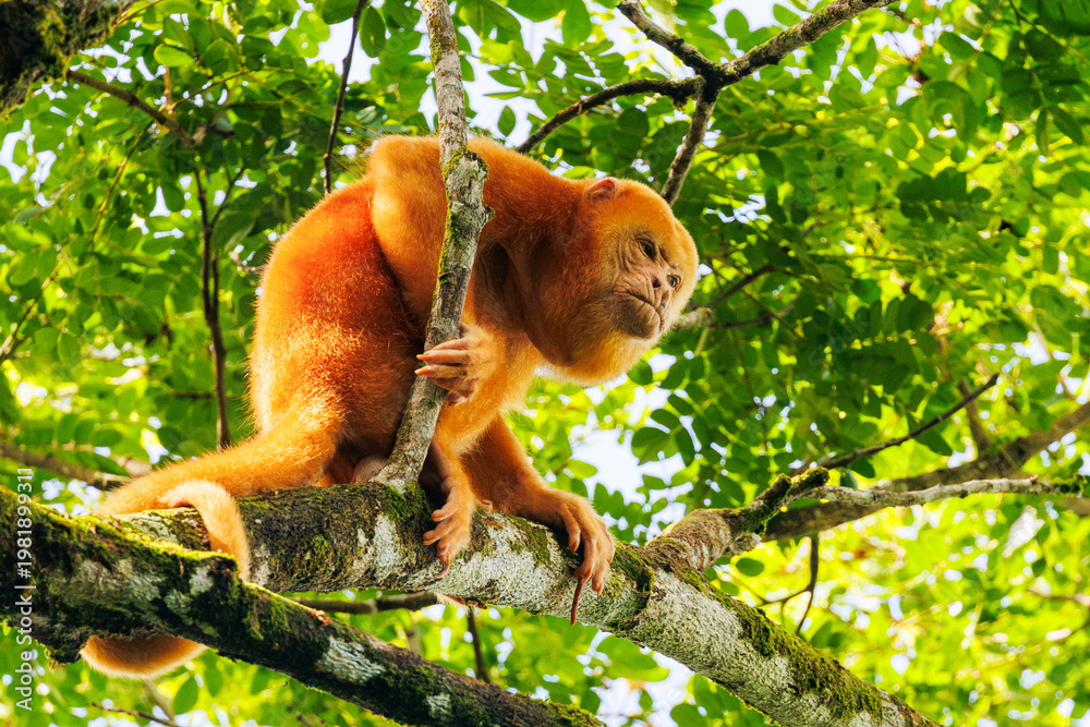 Fototapeta premium Golden howler monkey in tropical rainforest tree