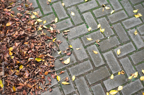 dry fallen leaves piled up in the garden