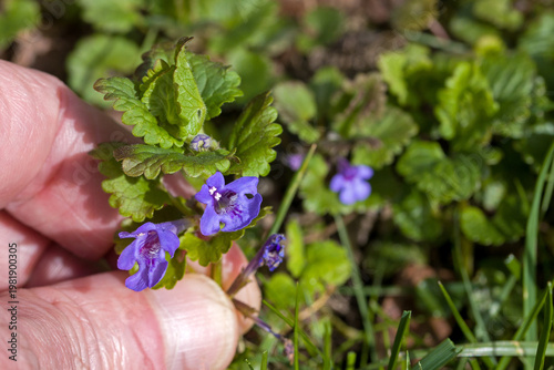 close up of a hand holds a fresh ground ivy with blue blossoms in sunlight with a blurred green background	
