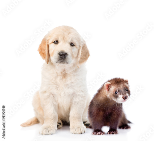 Golden retriever puppy and ferret looking at camera together. Isolated on white background