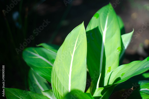 green leaves in the morning