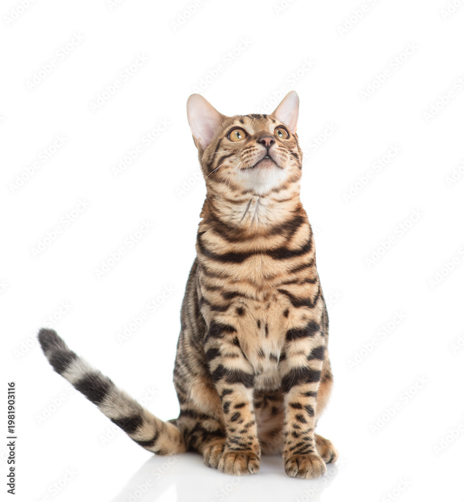 Fototapeta premium Curious bengal cat sitting in front view looking up on empty space and sniffing the air. Isolated on white background
