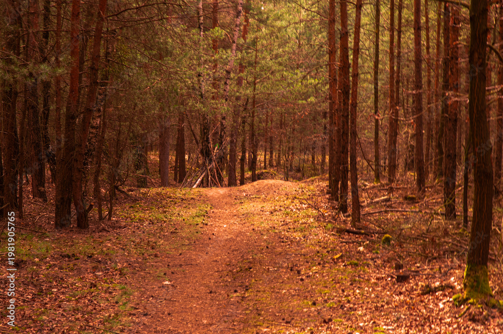 Fototapeta premium spring in the forest