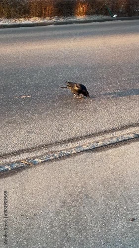 Old crow searching for food on a city street