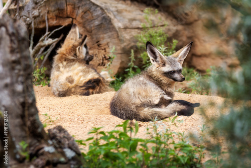 Zwei Löffelhunde Otocyon megalotis) liegen auf einem Sandboden vor einem Bau in der Sonne
