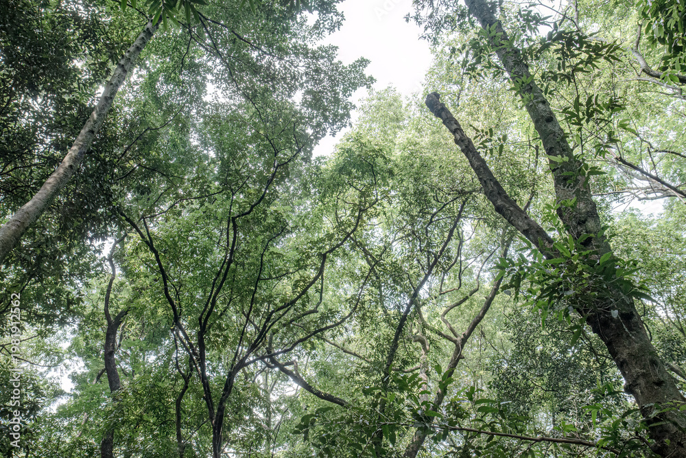 Fototapeta premium Overhead woodland canopy with sweeping limbs against bright sky. Tall treetops forming an airy natural ceiling above. Curved branches create dramatic jungle perspective