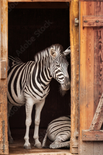 Ein Zebra steht in einem Stall an der Eingangstüre und schaut ins Freie während das andere Zebra auf dem Boden liegt