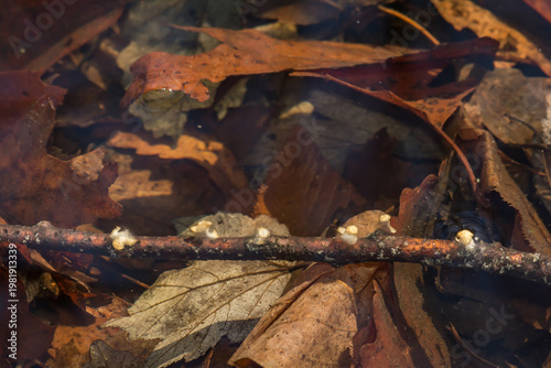 Spotted Salamander Spermatophores - Ambystoma maculatum