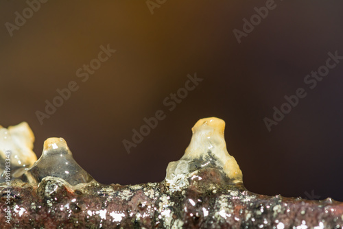 Spotted Salamander Spermatophores - Ambystoma maculatum