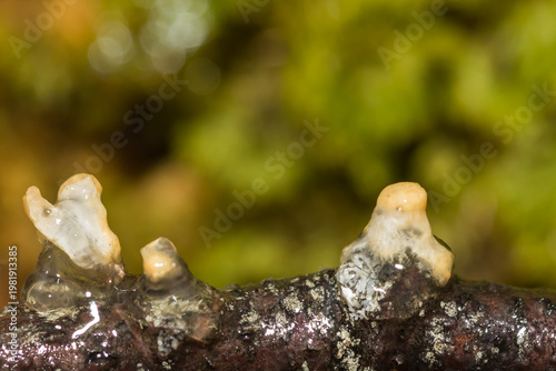 Spotted Salamander Spermatophores - Ambystoma maculatum