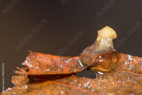 Spotted Salamander Spermatophores - Ambystoma maculatum