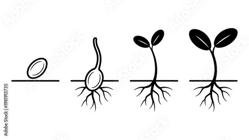 Vector representation of seed germination stages showing growth from seed to plant