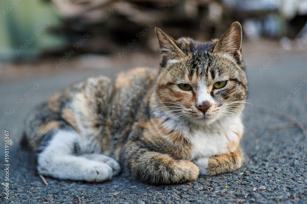 Fototapeta premium Calico Tabby Cat with Intense Green Eyes Resting on Asphalt Outdoors