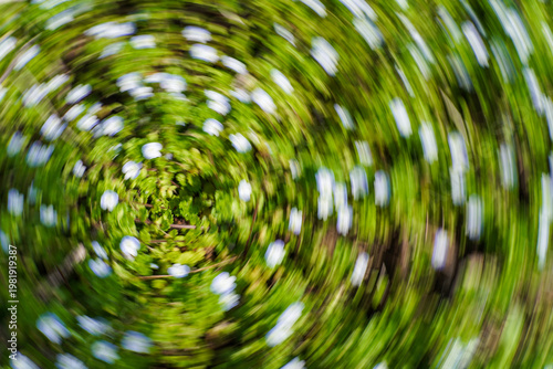 Tableau sur toile Abstract Spiral Motion Blur of White Flowers Among Vibrant Green Foliage