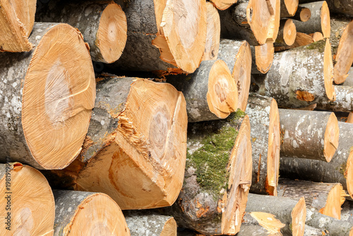 Tableau sur toile Detailed close-up of a large stack of freshly cut beech logs with rough bark and visible saw marks