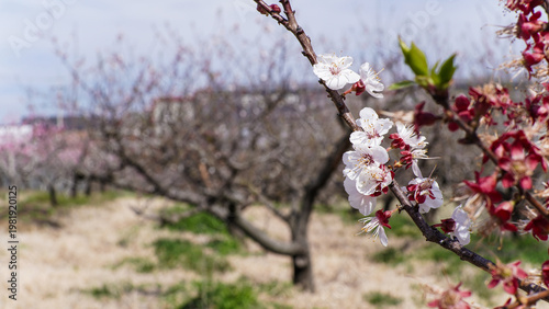Delicate White and Red Apricot Blossoms Blooming on a Branch in a Spring Orchard