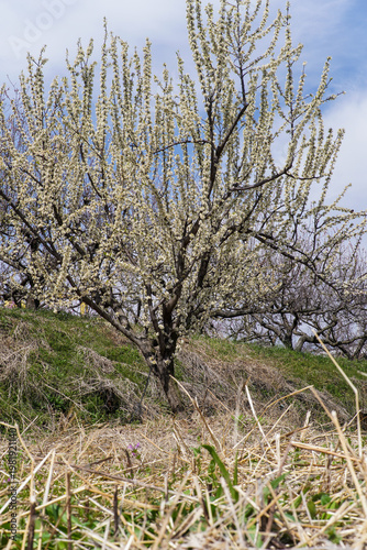 Beautiful White Blossoms on a Tree in Spring on a Hillside