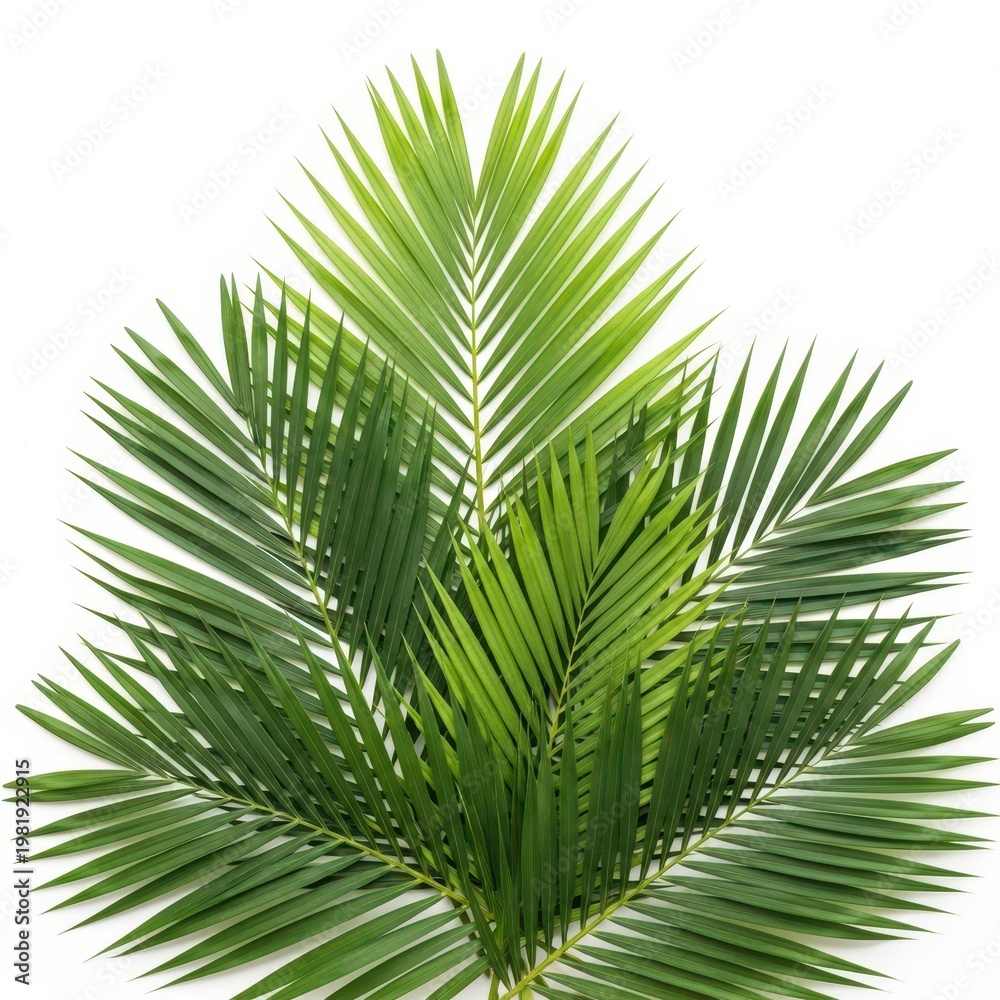 Fototapeta premium bunch of green palm leaves isolated on white background