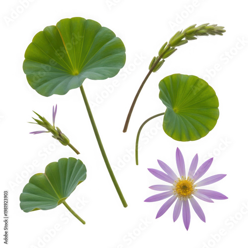 Lotus Flower and Leaves Isolated - Botanical Elements with Delicate Purple Blooms and Green Pads - Studio Shot Transparent Background