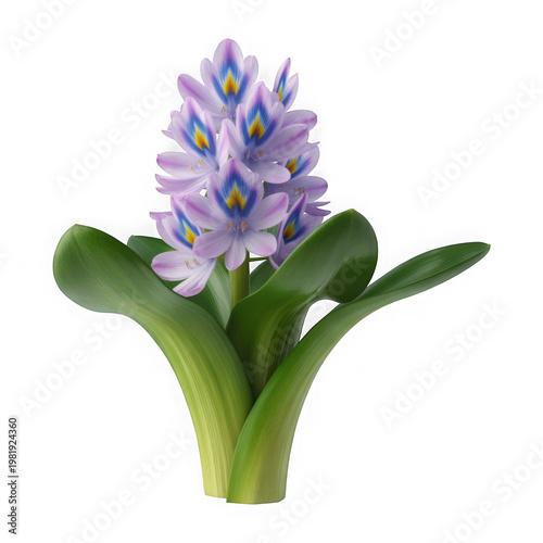 Water Hyacinth Flower with Lush Green Leaves - Isolated Realistic Botanical Illustration Transparent Background